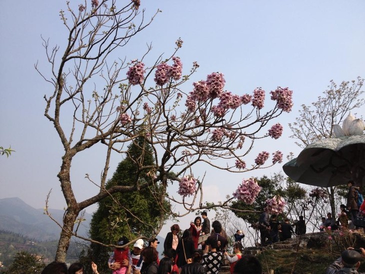 Spring colors of Sapa - ảnh 4